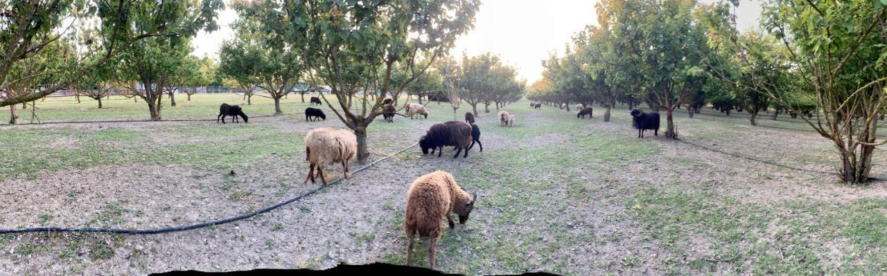 Agriturismo San Michele San Michele  Dış mekan fotoğraf