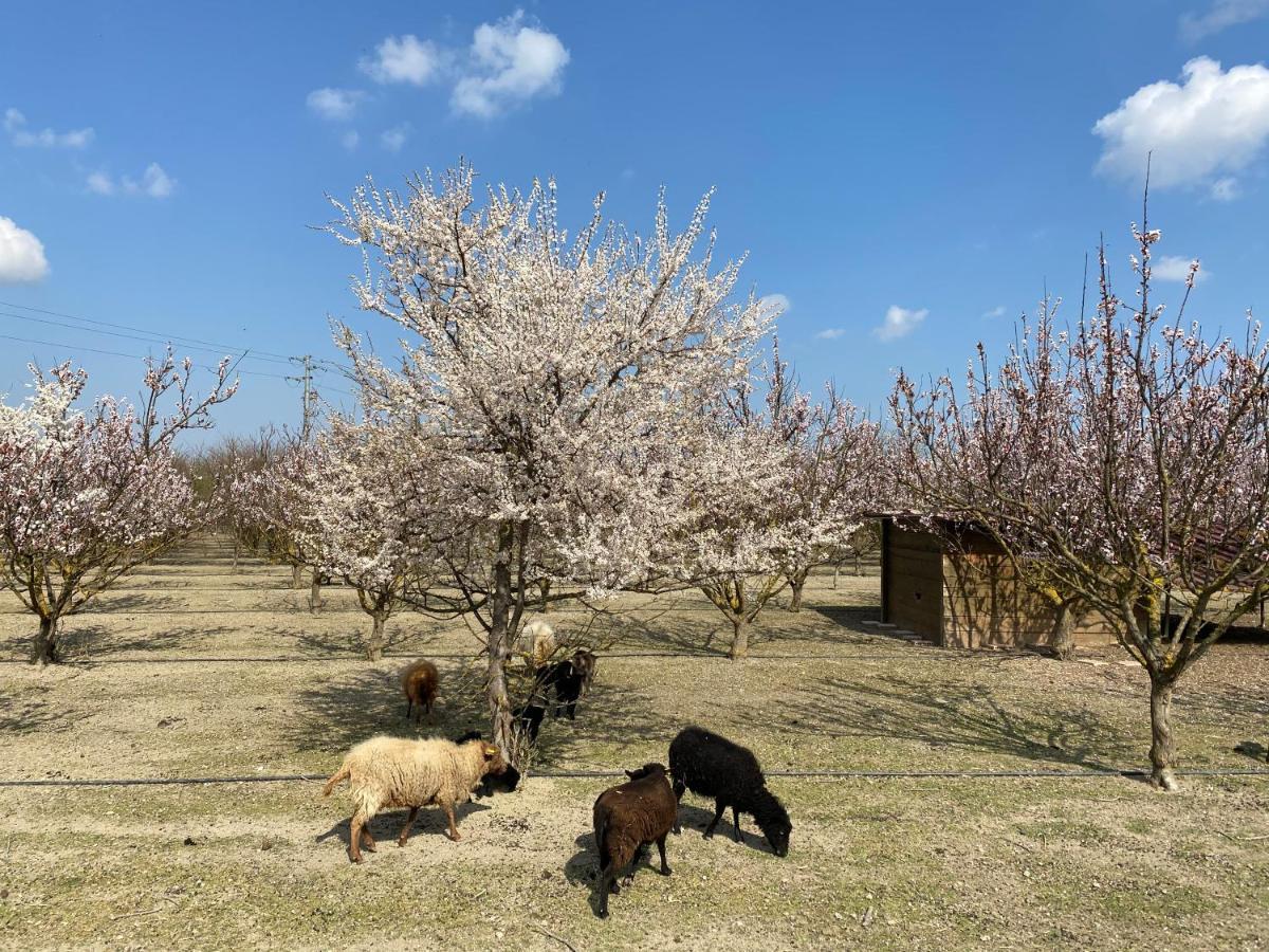 Agriturismo San Michele San Michele  Dış mekan fotoğraf